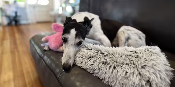 A big-hearted greyhound gets extraordinary care
