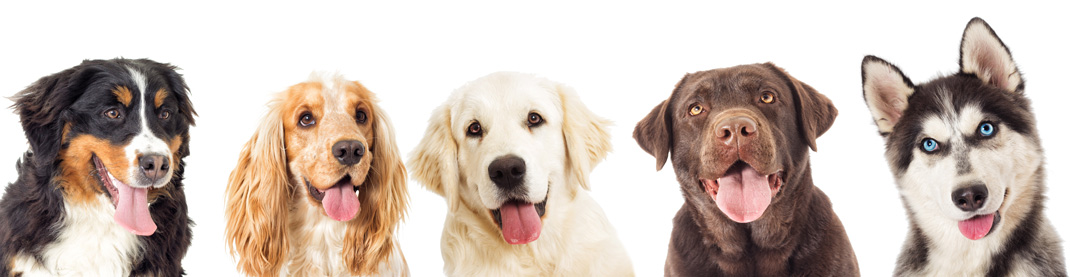 Pet cancer: What you need to know