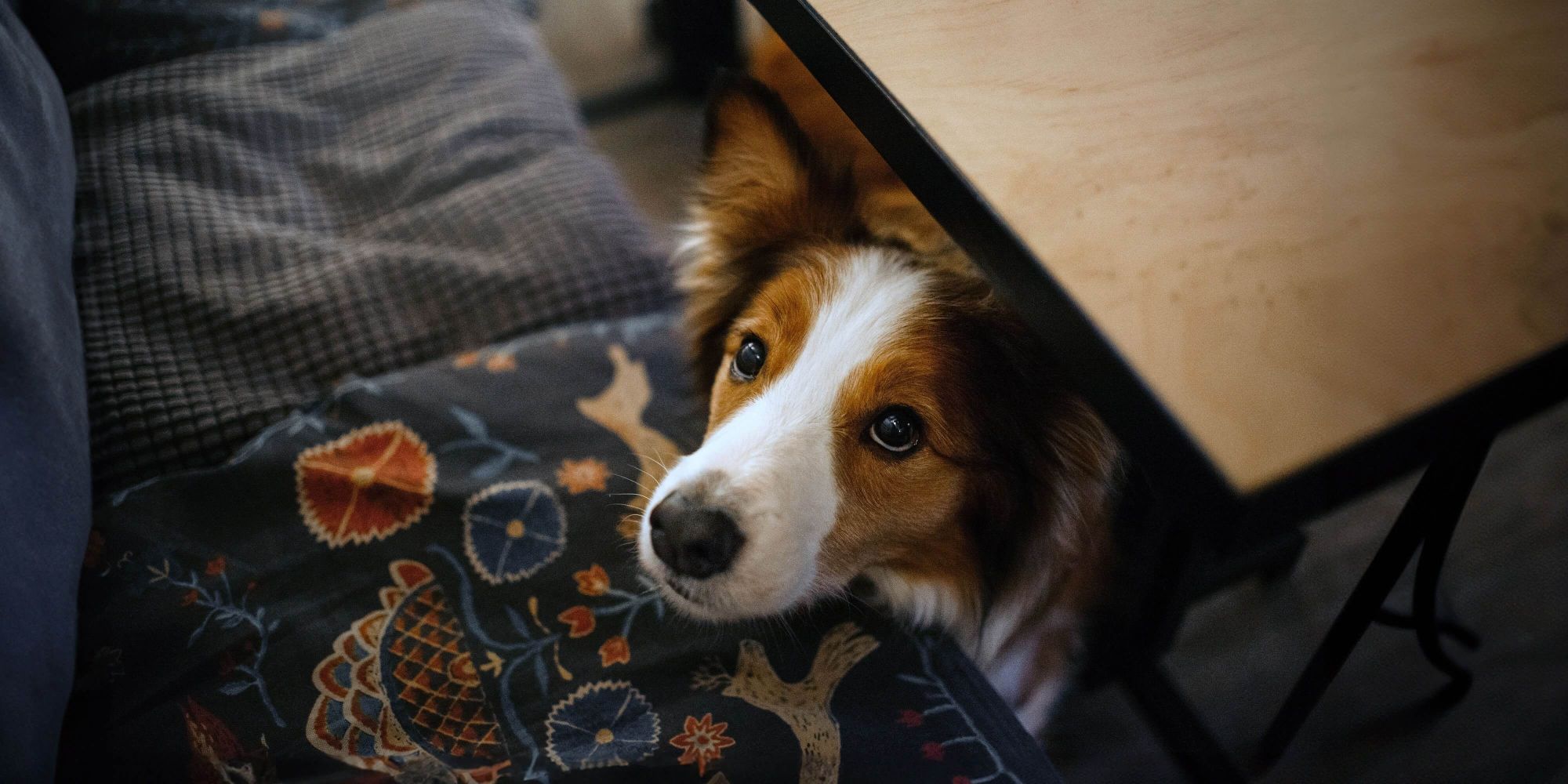 Pancreatitis: When sharing may not be caring