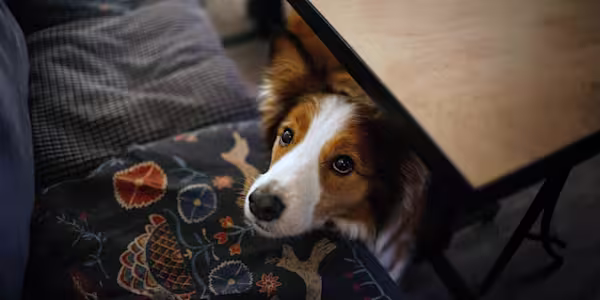 Pancreatitis: When sharing may not be caring