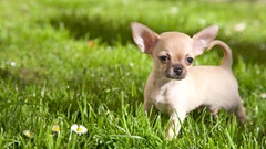 What is the Name of a Small Mexican Dog? Unveil the Breed!