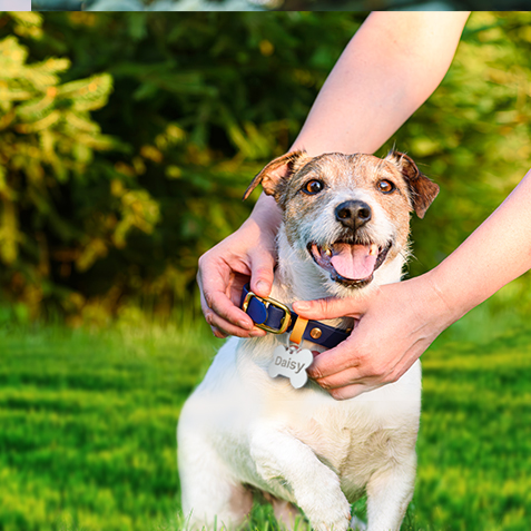 10377C CON Wacky Pet Name Blog Image