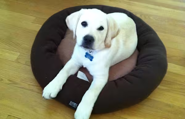 Ryder-Bed