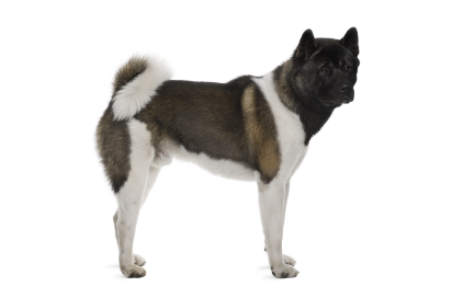 Akita standing — health planner for puppies through senior dogs