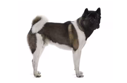 Akita image health planner