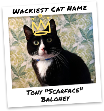 All the Polaroids@1.25x-1