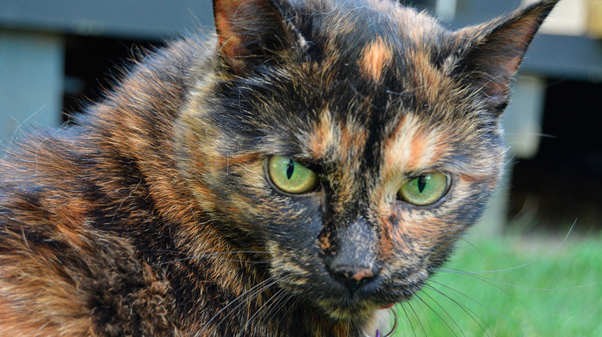 calico or tortoiseshell cat