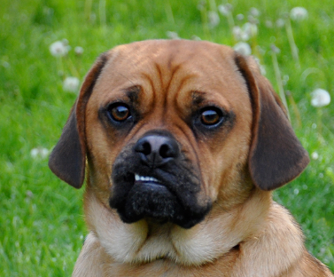 Puggle