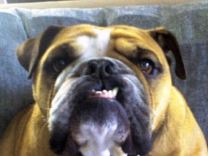 Potato-sharp_HN1-300x225