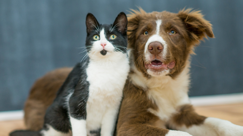 CPR and Pets