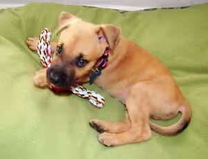 Buster-as-a-puppy-300x230