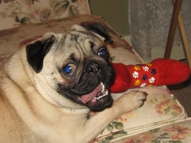 Harley-red-chew-toy_HN