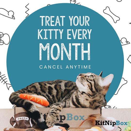 treat-your-kitty