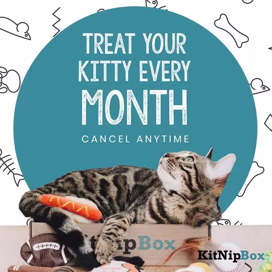 treat-your-kitty