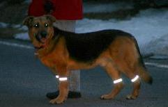 bright lights bands on dog