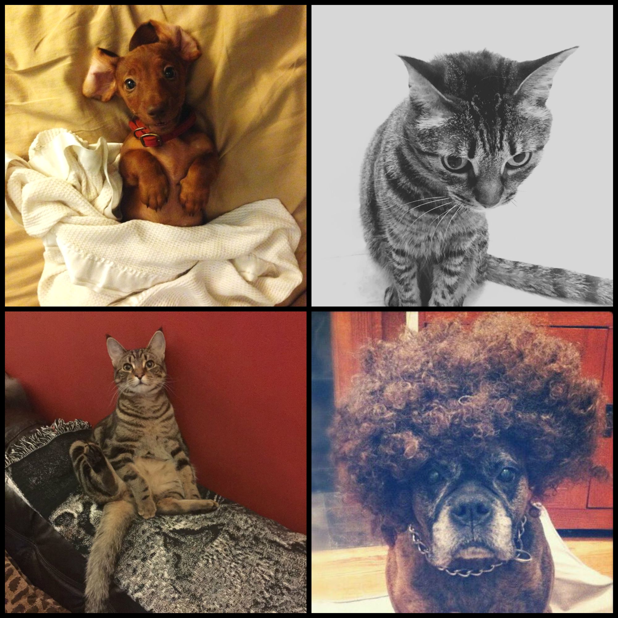 wacky-pet-names-collage