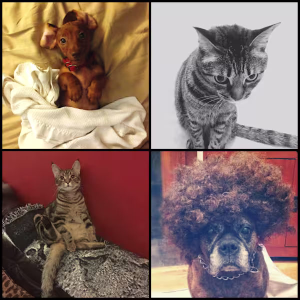 wacky-pet-names-collage