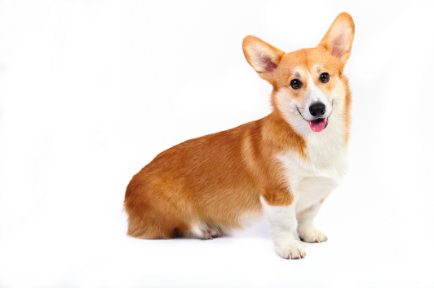 Pembroke Welsh corgi standing — health planner for puppies through senior dogs