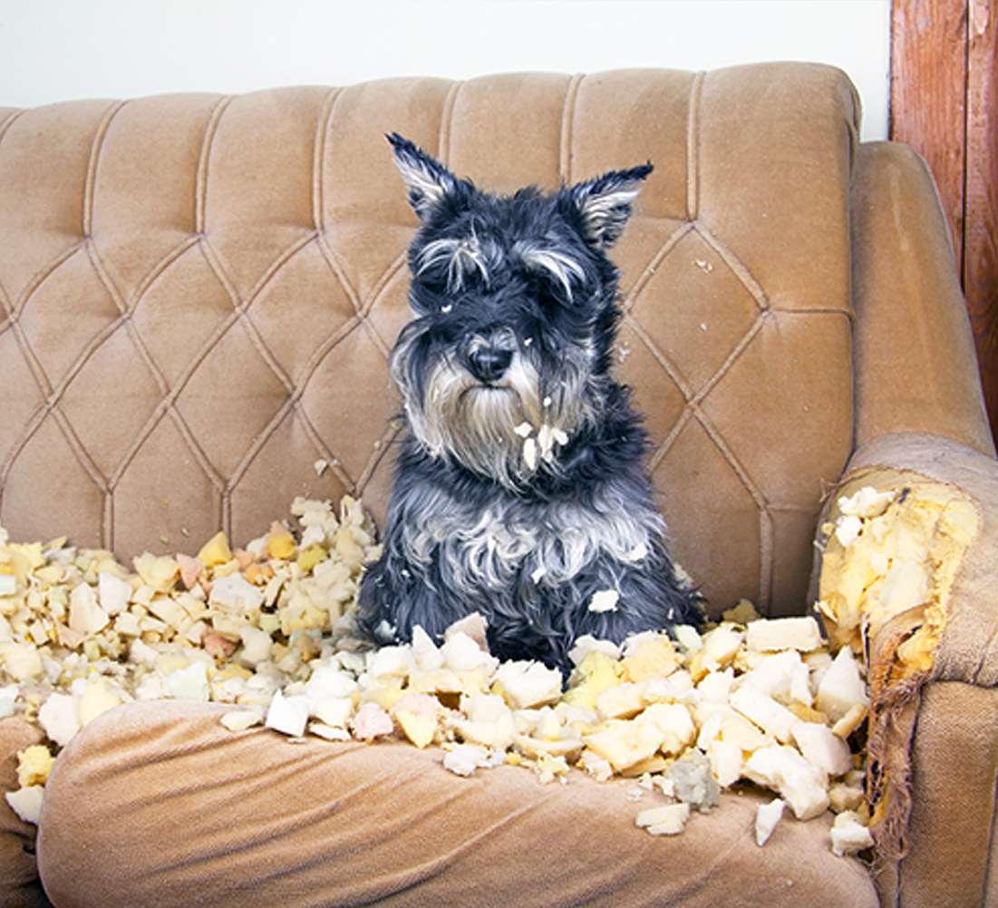 Dog on couch