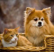 Dog & Cat Relationships | How to Get a Cat & Dog to Get Along