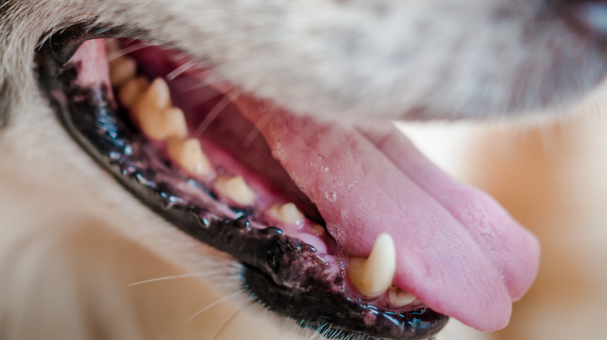 is oral melanoma in dogs painful