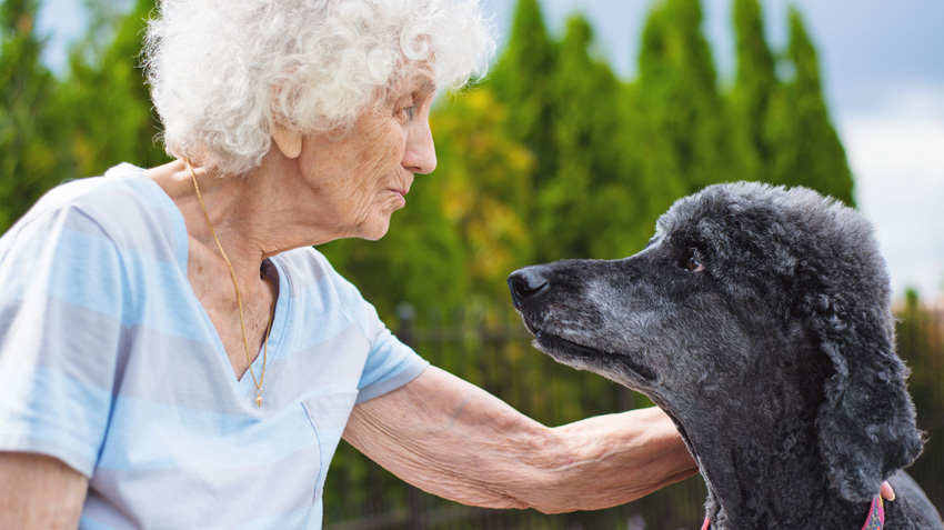 Summer safety for seniors and pets