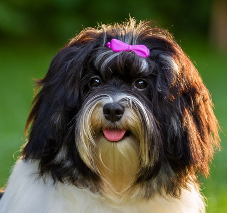 Havanese