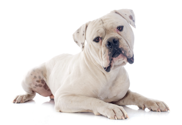 American bulldog standing — health planner for puppies through senior dogs