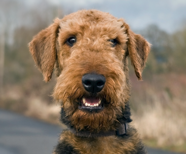 Airedale Terrier