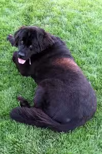 Aggie-2_HN-200x300
