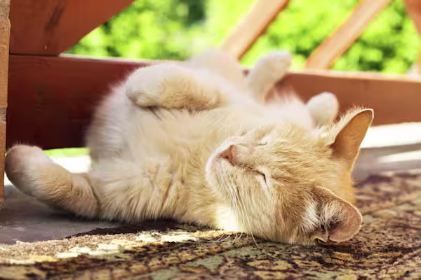Top 50 Wackiest Cat Names of 2020