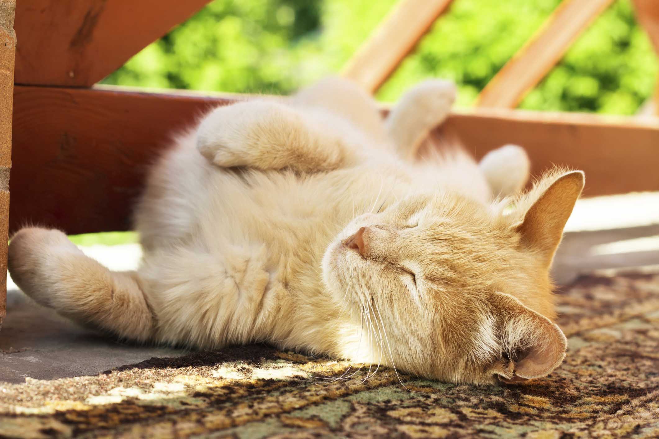 Top 50 Wackiest Cat Names of 2020