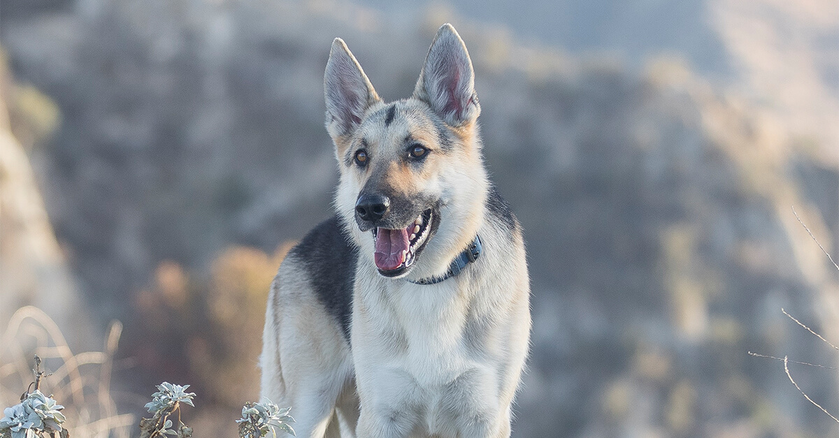 Meet Bruin, the 2021 Hambone Award Winner