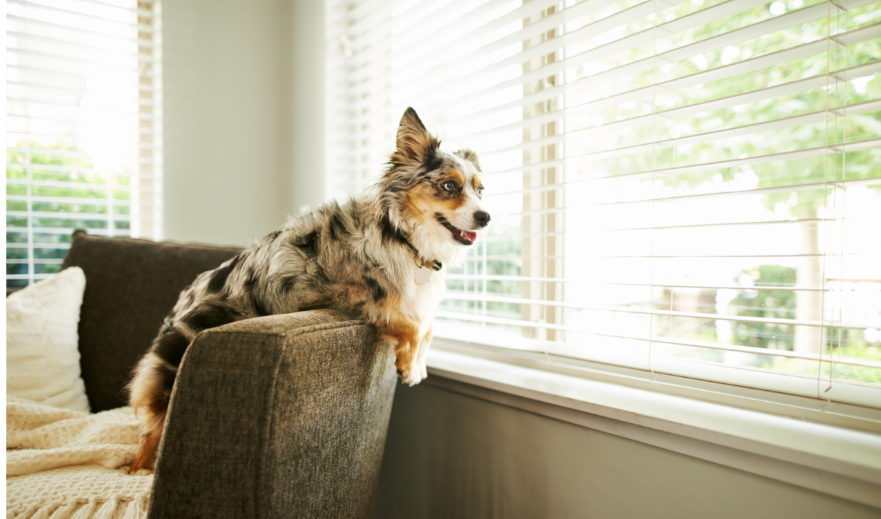 3-Fun fact Minature Australian shepherd GettyImages-1137397457