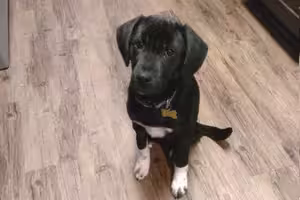 Franklin-Woofsevelt