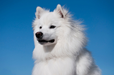how large does a american eskimo dog get