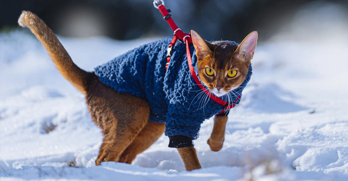 Winter LPHeader WalkCat