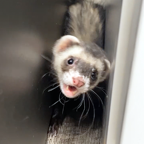 Ferret Bueller