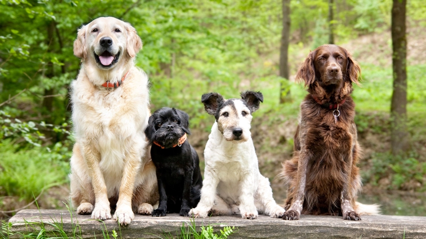 5 Tips for Choosing the Right Dog Breed