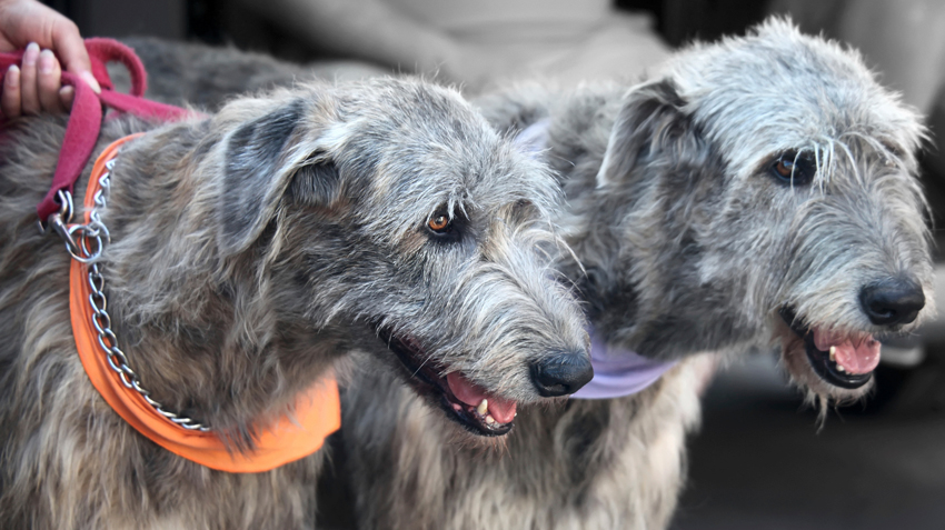 Irish Wolfhound Pet Health Insurance Tips