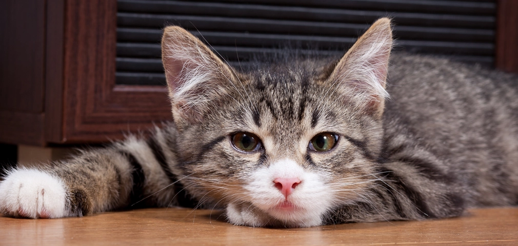 Flea and tick insurance - Cat laying on the ground