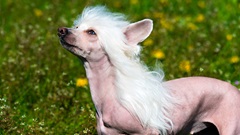 Chinese-crested-mexican-breeds850