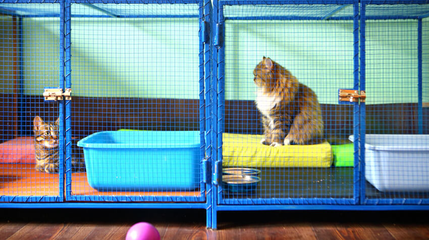 When you adopt a pet at your local animal shelter, be prepared to fill out a pet adoption form before you're accepted as a potential pet parent. The animal shelter will ask you questions about your family, if you already have pets and what kind of living conditions you can provide. Don't become offended. The shelter just wants to ensure their pets are guaranteed a safe and loving home.
The shelter may have conditions on adopting out a pet to a family with too many pets already living at home, or if they believe the pet may not be a right fit with young children. They may also want to know if you are settled into a home without plans to move frequently, and if you have a fenced yard or a kennel to safeguard the pet when outdoors. The shelter is looking out for the welfare of the pets in their care when they ask these questions, so answer honestly. Let them know if you have prior experience with animals.