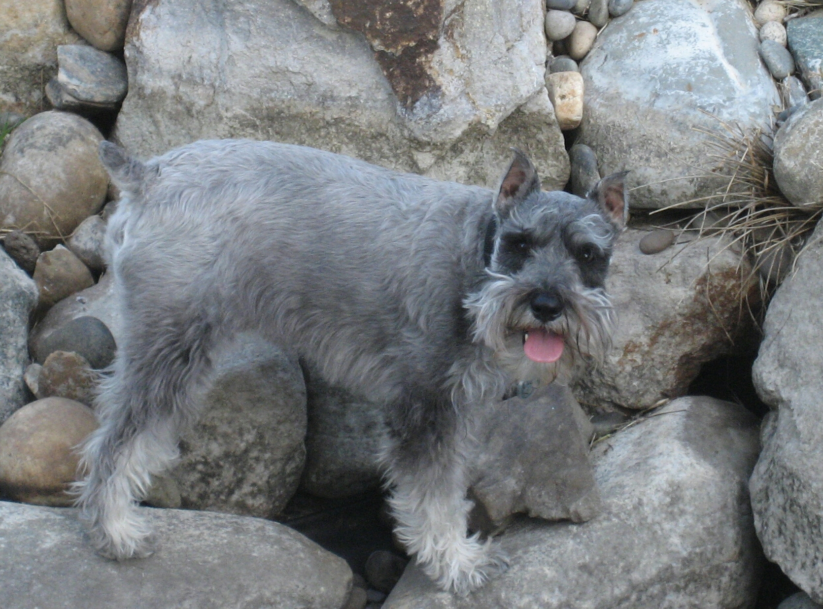 Ollie-in-the-pond-5-7-2011-003-1