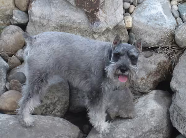 Ollie-in-the-pond-5-7-2011-003-1