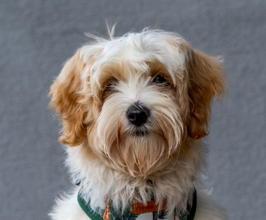 Cavachon