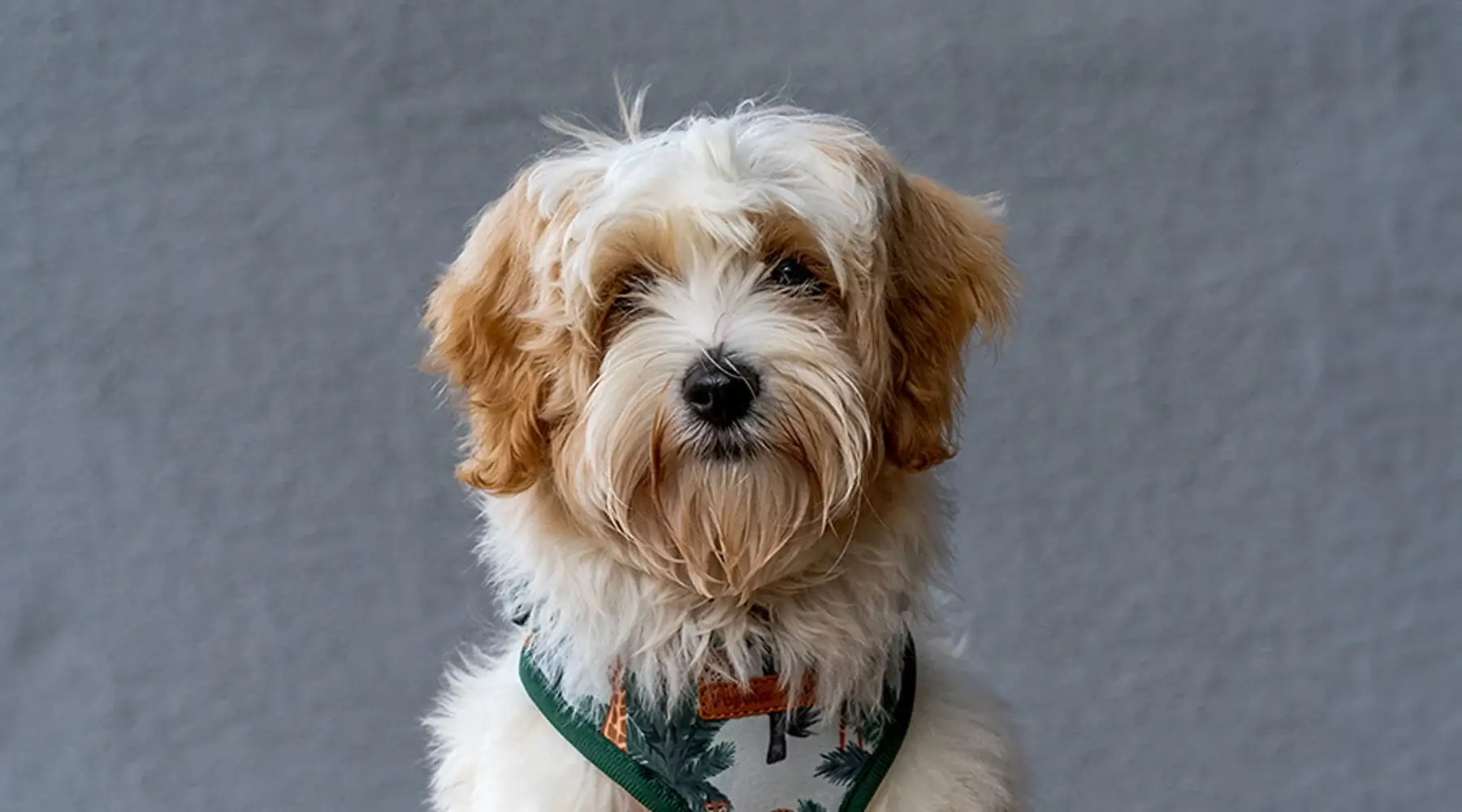 10391C 2025 Spring Companion Pets Best Friend Cavachon