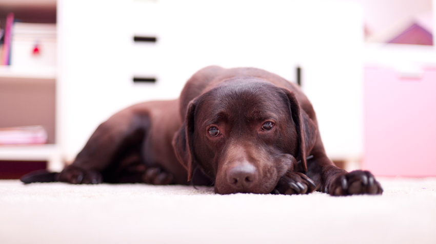 can pain cause nausea in dogs