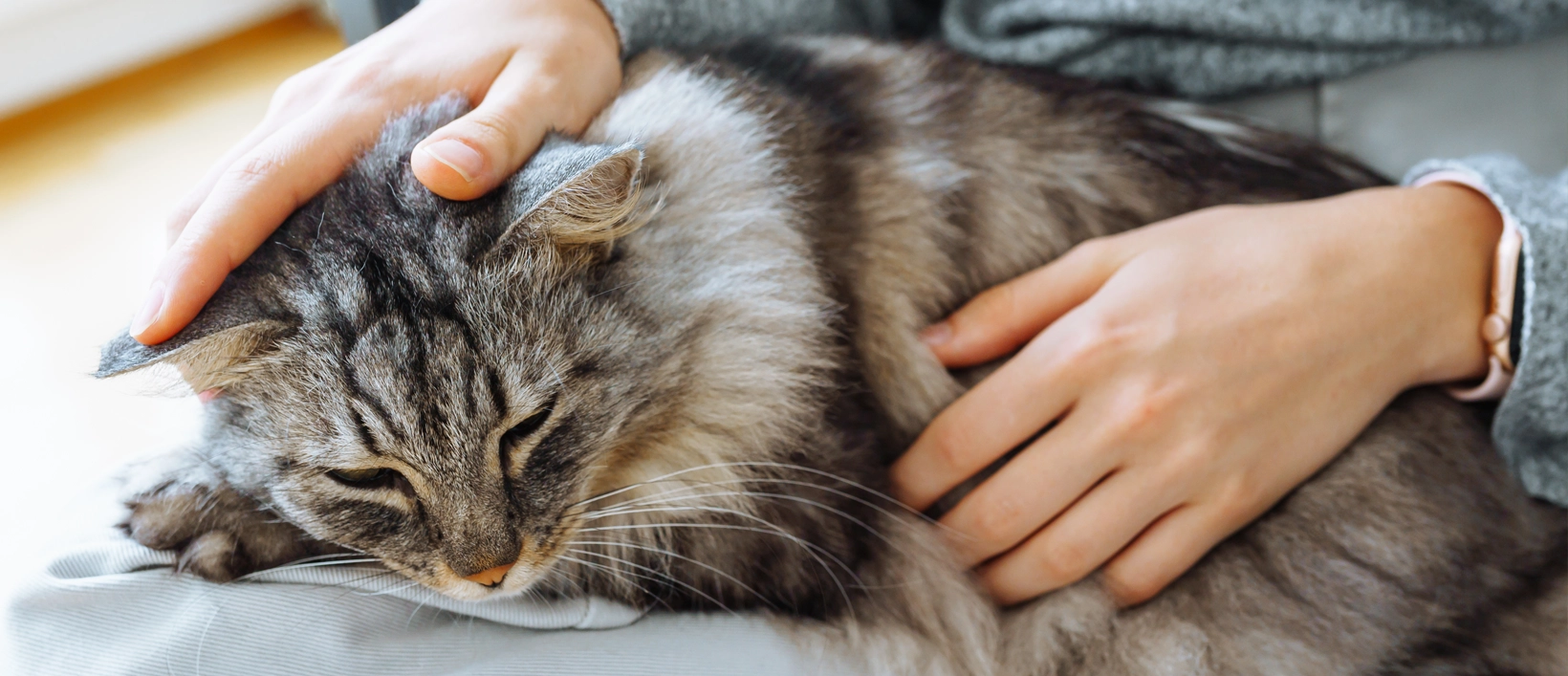 Cat snuggling with pet parent