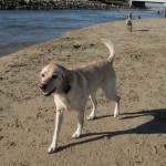 My-10000-Dog2-150x150